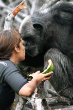 Nourrissage d'un chimpanzé